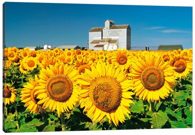 Sunflower Field And Old Grain Elevator Canvas Art Print