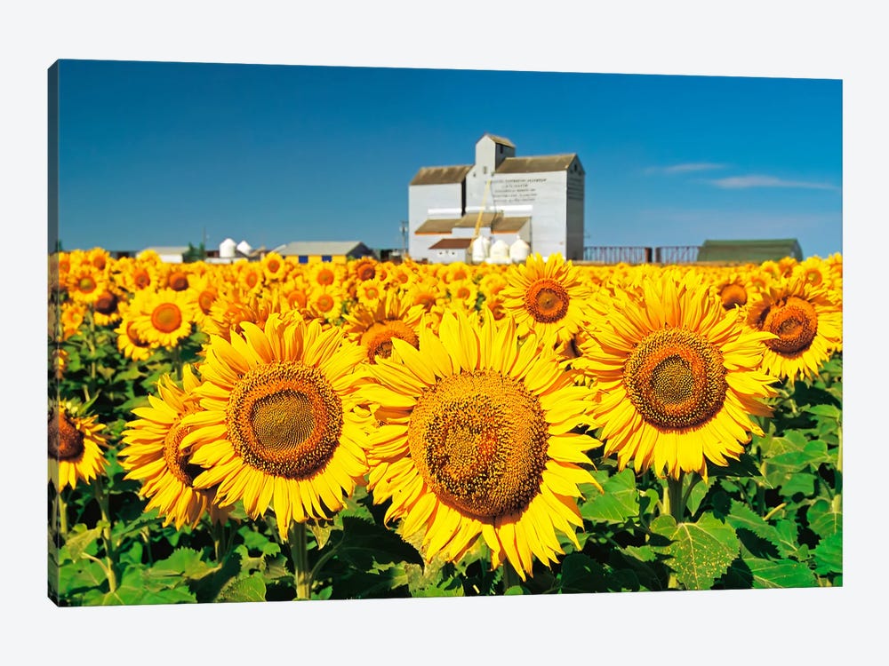Sunflower Field And Old Grain Elevator by Dave Reede 1-piece Canvas Art Print