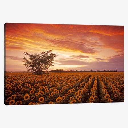 Sunflower Field At Sunset Canvas Print #RVD71} by Dave Reede Canvas Print