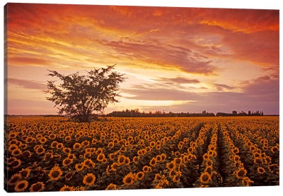 Sunflower Field At Sunset Canvas Art Print - Dave Reede