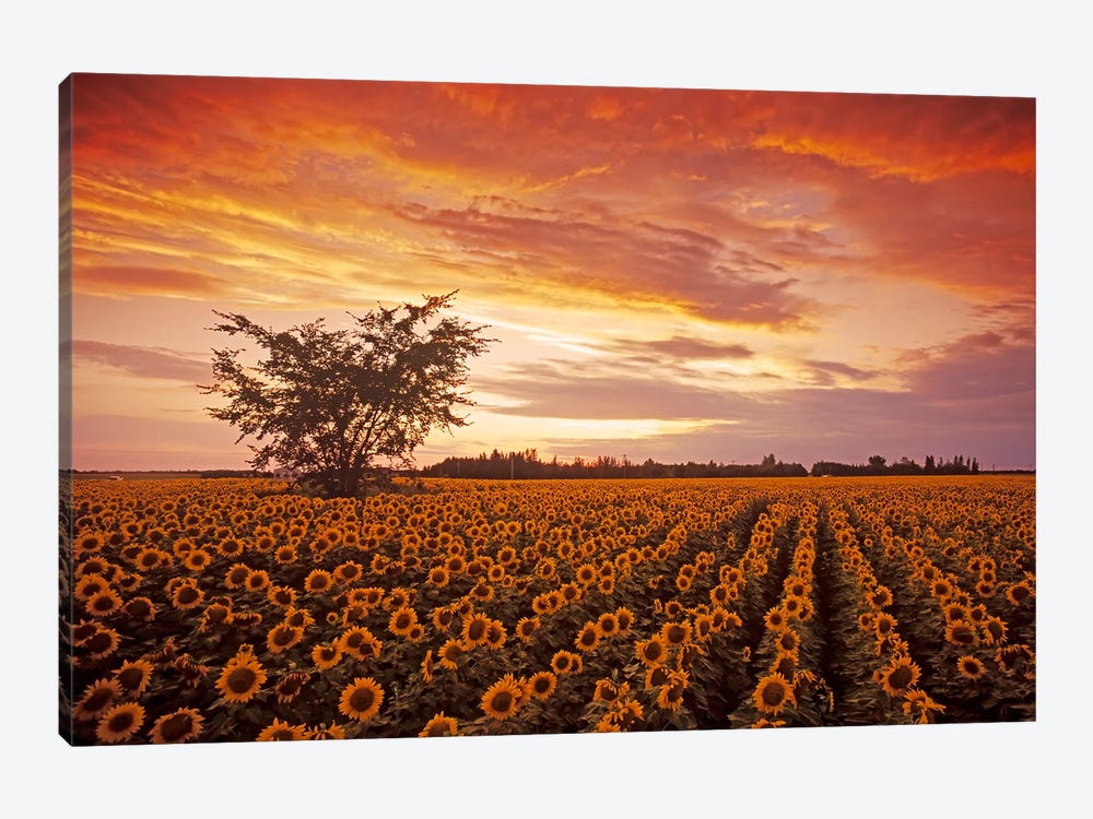 Sunflower Field At Sunset by Dave Reede 1-piece Canvas Artwork