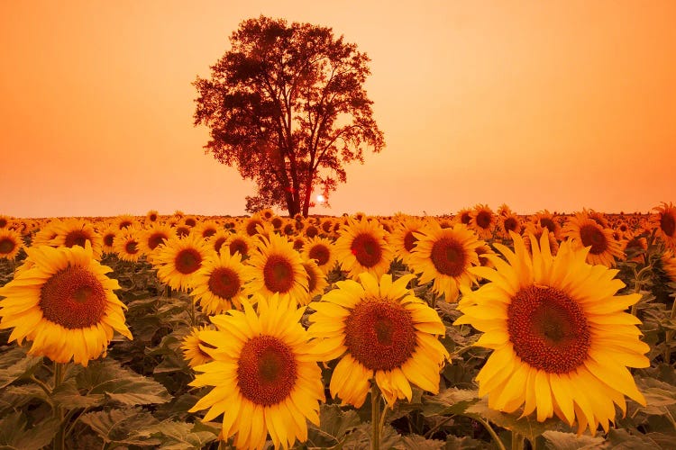 Sunflower Field With Cottonwood Tree In The Background