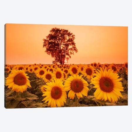 Sunflower Field With Cottonwood Tree In The Background Canvas Print #RVD72} by Dave Reede Art Print