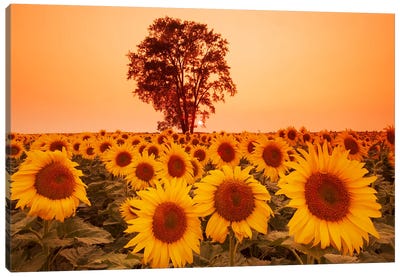 Sunflower Field With Cottonwood Tree In The Background Canvas Art Print - Dave Reede