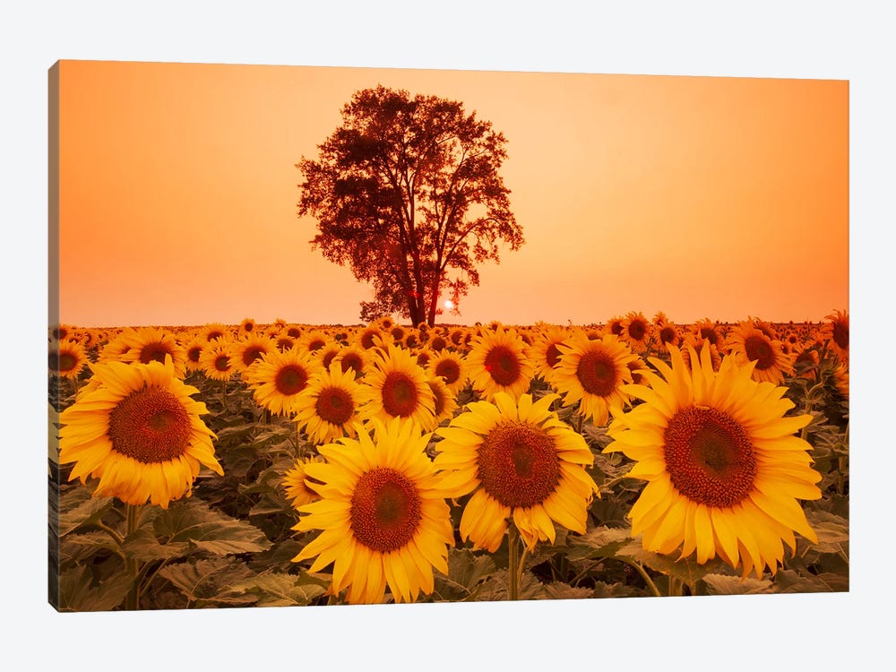 Sunflower Field With Cottonwood Tree In The Background by Dave Reede 1-piece Canvas Print