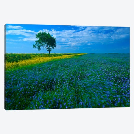 Windy Day On The Prairies Canvas Print #RVD86} by Dave Reede Canvas Art Print