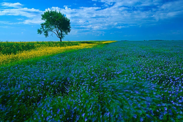 Windy Day On The Prairies