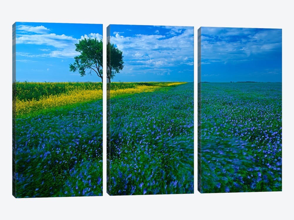 Windy Day On The Prairies by Dave Reede 3-piece Canvas Wall Art