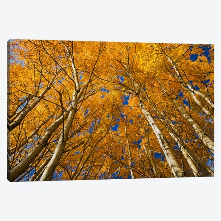 Autumn Splendor Canvas Print #RVD8} by Dave Reede Art Print