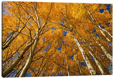 Autumn Splendor Canvas Art Print - Dave Reede