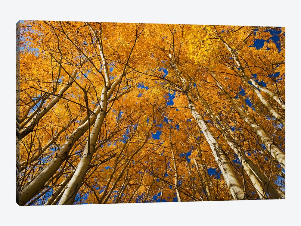 Autumn Splendor by Dave Reede 1-piece Canvas Artwork