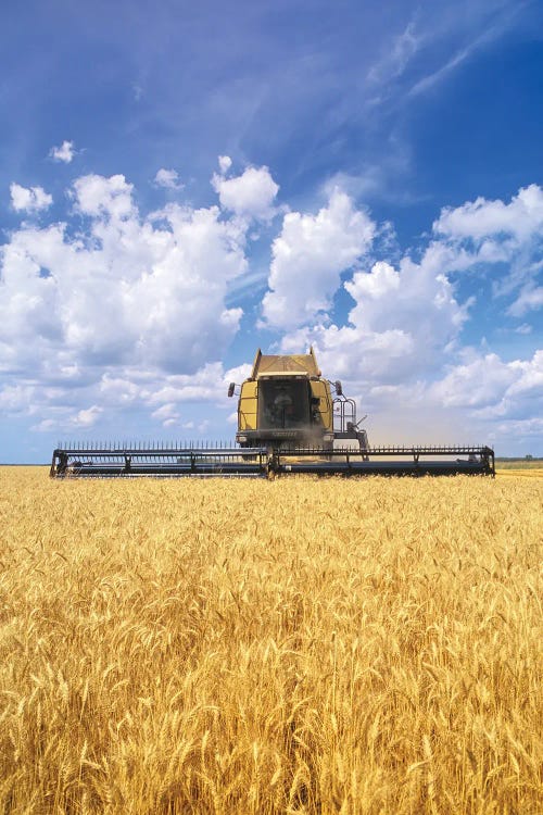 Barley Harvest On The Prairies