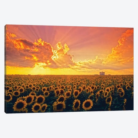 Beautiful Evening Light Canvas Print #RVD96} by Dave Reede Canvas Wall Art