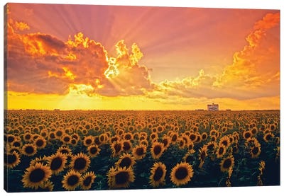 Beautiful Evening Light Canvas Art Print - Sunflower Art