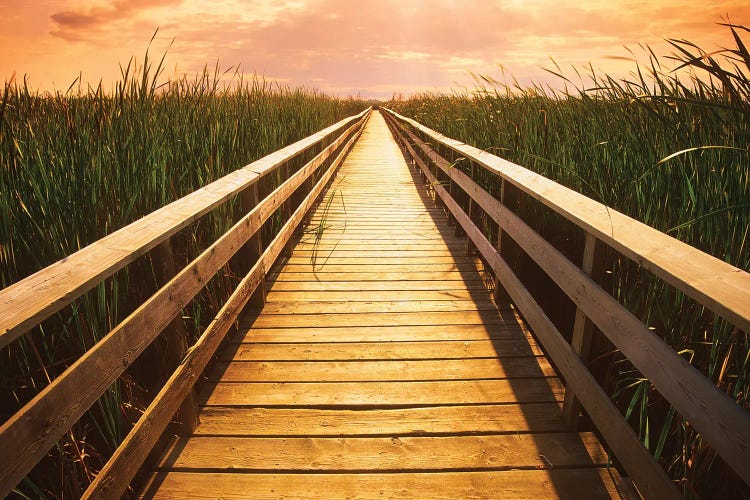 Boardwalk Through The Marsh