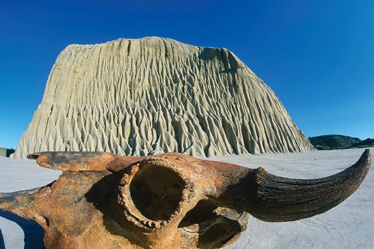 Old Buffalo Skull In The Badlands