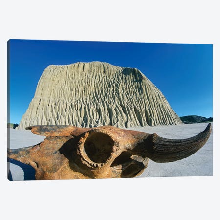 Old Buffalo Skull In The Badlands Canvas Print #RVD98} by Dave Reede Art Print