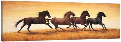 Stallions at Sunset Canvas Art Print