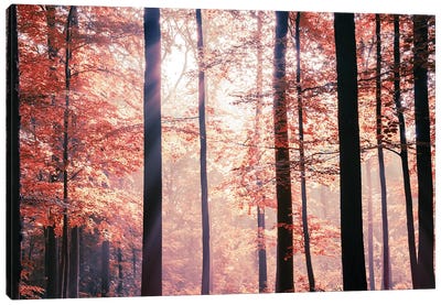 Art Of Autumn Canvas Art Print - Rob Visser