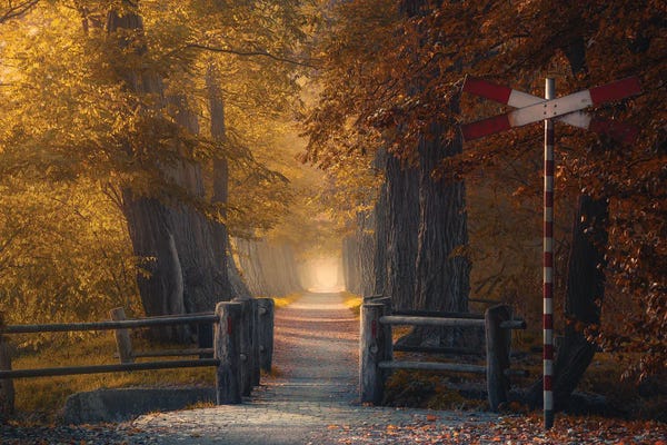 Trails, Paths & Roads: Autumn Passage by Rob Visser