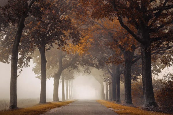 Mist & Fog: Brittle Brown by Rob Visser