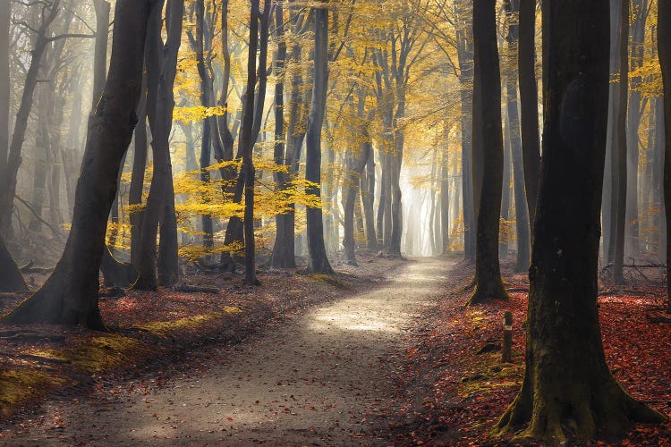 Speulderforest Netherlands