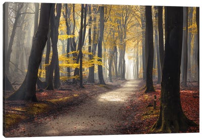Speulderforest Netherlands Canvas Art Print - Rob Visser