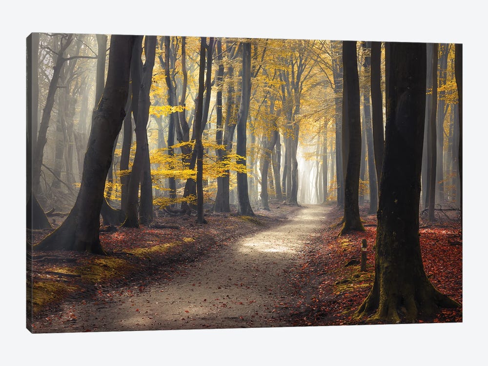 Speulderforest Netherlands by Rob Visser 1-piece Canvas Print