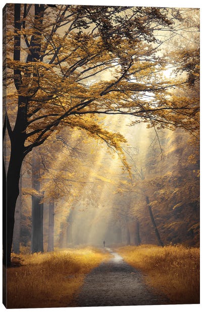 Forest Of Fortune Canvas Art Print - Atmospheric Photography