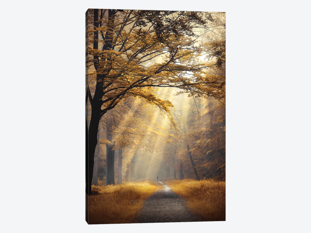Forest Of Fortune by Rob Visser 1-piece Canvas Art