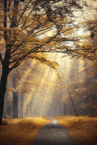 Atmospheric Photography: Forest Of Fortune by Rob Visser