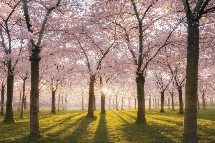 Blossom Park Pink Amstelveen