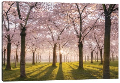 Blossom Park Pink Amstelveen Canvas Art Print - Golden Hour