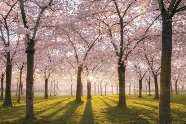 Flowers: Blossom Park Pink Amstelveen by Rob Visser