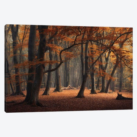 Brown Autumn Speulderforest Canvas Print #RVS11} by Rob Visser Canvas Wall Art