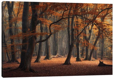 Brown Autumn Speulderforest Canvas Art Print
