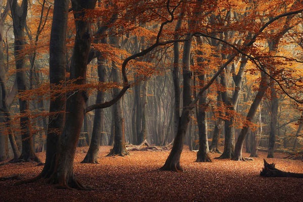 Fine Art Photography: Brown Autumn Speulderforest by Rob Visser