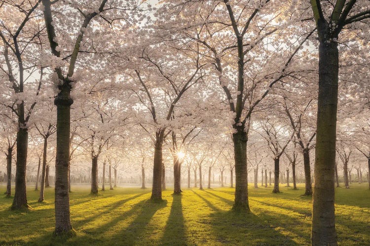 Cherry Blossom Park Amstelveen