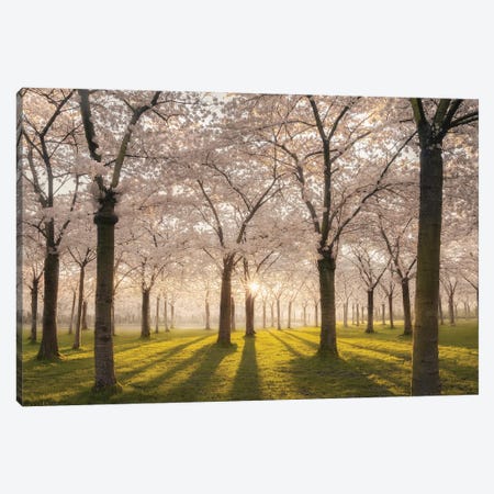 Cherry Blossom Park Amstelveen Canvas Print #RVS12} by Rob Visser Canvas Wall Art