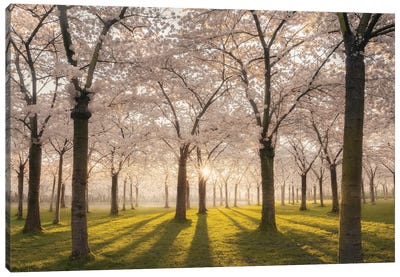 Cherry Blossom Park Amstelveen Canvas Art Print