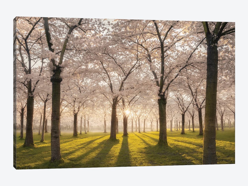 Cherry Blossom Park Amstelveen by Rob Visser 1-piece Canvas Art Print