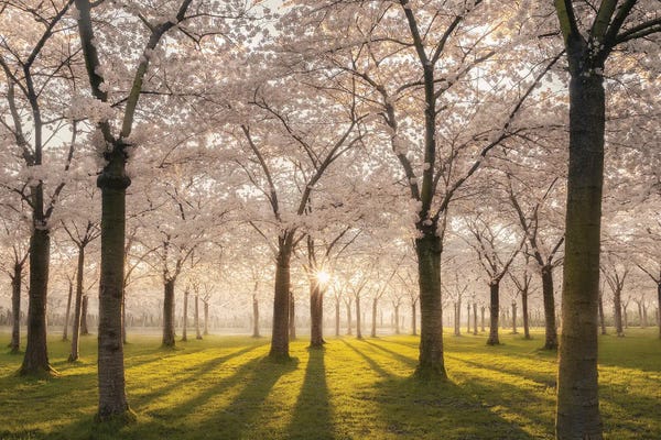 Cherry Blossoms: Cherry Blossom Park Amstelveen by Rob Visser