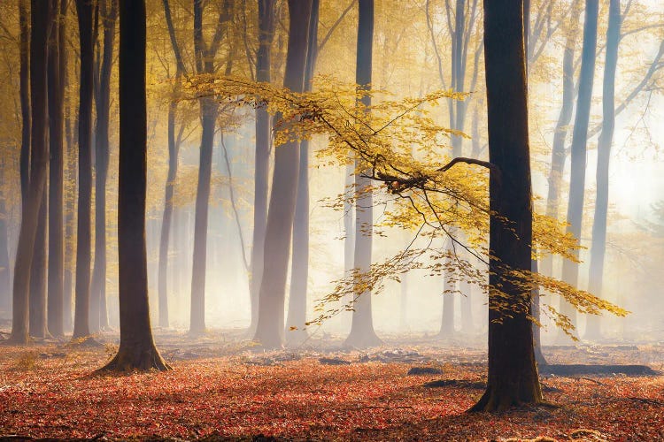 Crown Of Autumn by Rob Visser wall art