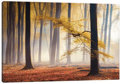 Crown Of Autumn Canvas Art Print - Atmospheric Photography
