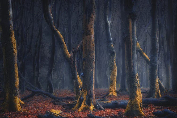 Dancers Of The Night by Rob Visser wall art