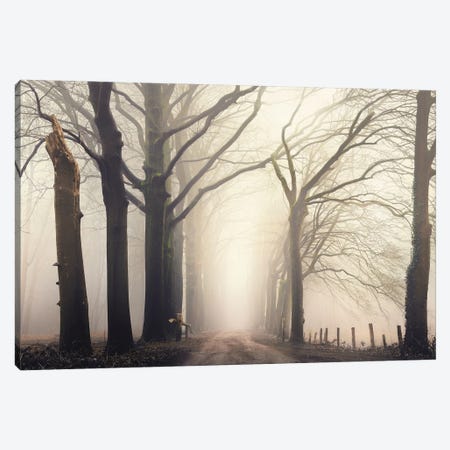 Forest Serene Canvas Print #RVS15} by Rob Visser Art Print