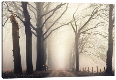 Forest Serene Canvas Art Print - Atmospheric Photography