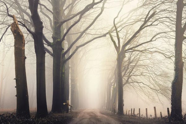 Atmospheric Photography: Forest Serene by Rob Visser