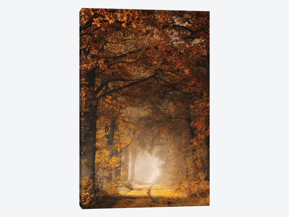 Framed In Autumn by Rob Visser 1-piece Canvas Print