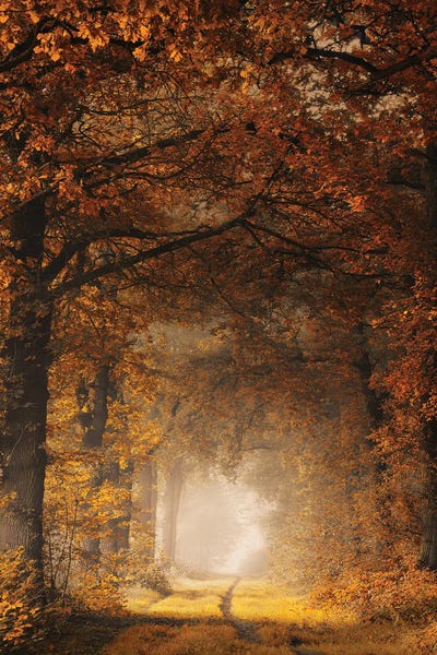 Monochromatic Photography: Framed In Autumn by Rob Visser